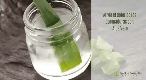 Hoja de aloe vera en un frasco con agua, ideal para aliviar quemaduras solares.