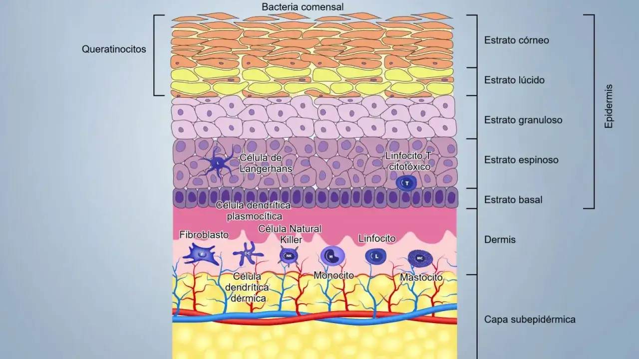 Capa de la piel con queratinocitos y células inmunes. Ilustra la regeneración de la piel y cuánto tarda en regenerarse la piel.
