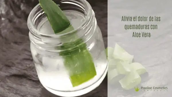Hoja de aloe vera en un frasco con agua, ideal para aliviar quemaduras solares.